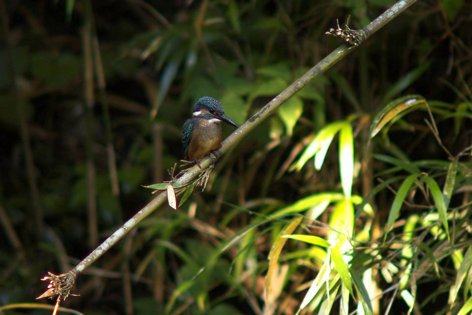 和歌山・真国川のカワセミの野鳥写真画像