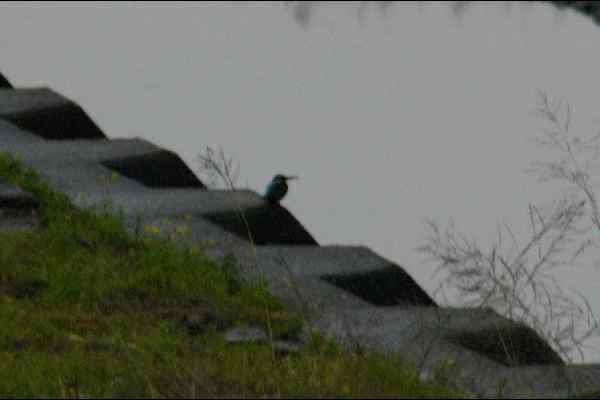 男里川のカワセミの野鳥写真画像