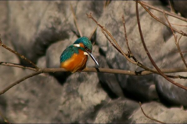 滝畑ダムのカワセミの野鳥写真画像