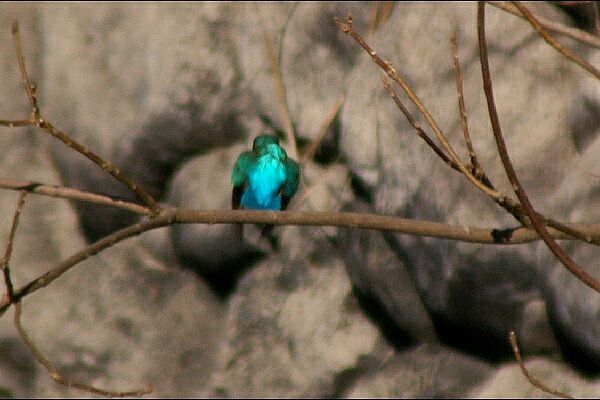 滝畑ダムのカワセミの野鳥写真画像