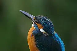 BORG101ED/野鳥/カワセミの写真。クリックで拡大