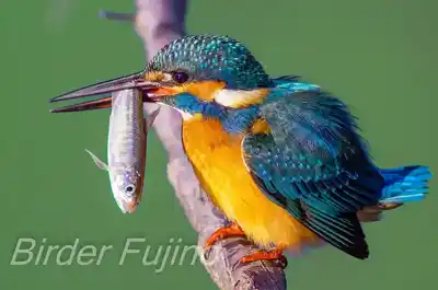 大きな魚を咥えるカワセミの画像