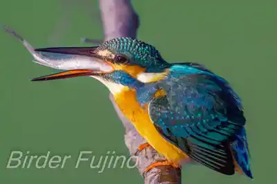 大きな魚を咥えるカワセミの画像