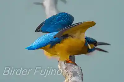 外敵を警戒するカワセミの画像