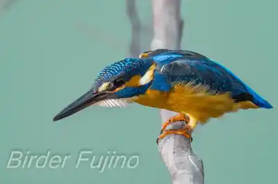 外敵を警戒するカワセミの画像