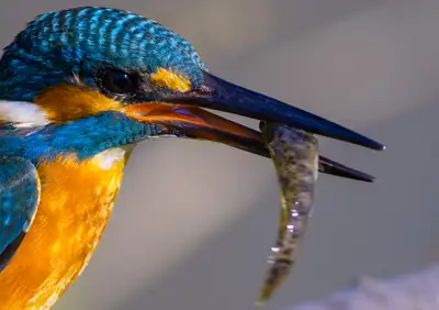 カワセミの獲物