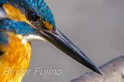 カワセミのくちばし