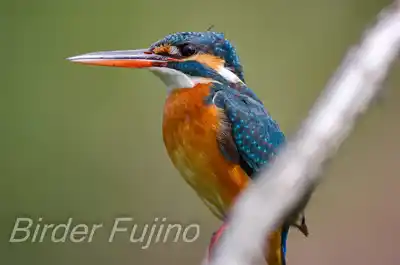 カワセミのくちばし