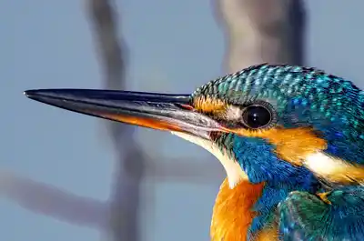 カワセミのくちばし