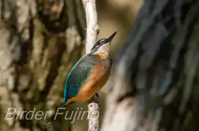 カワセミの幼鳥