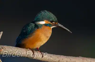 カワセミの幼鳥