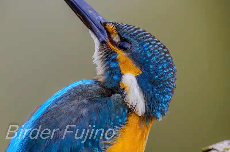 AFボーグ BORG71FLで撮影したカワセミの画像