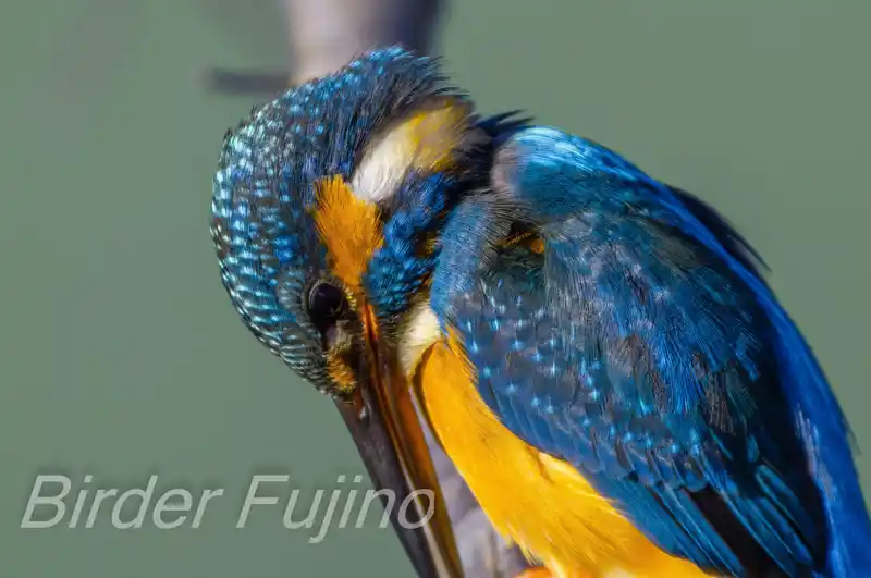 AFボーグ BORG71FLで撮影したカワセミの画像