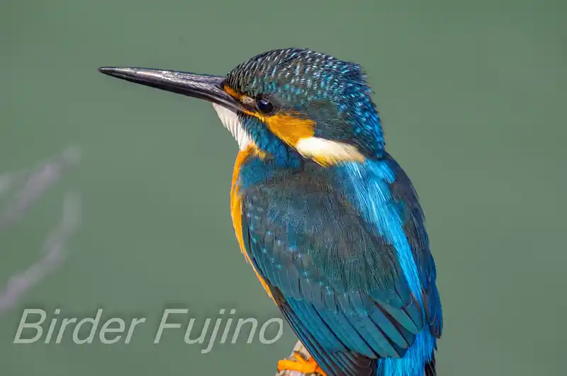 AFボーグ BORG71FLで撮影したカワセミの画像