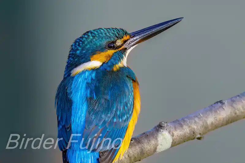 AFボーグ BORG71FLで撮影したカワセミの画像