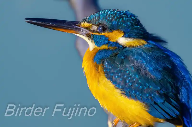 BORG1FLで撮影したカワセミの画像