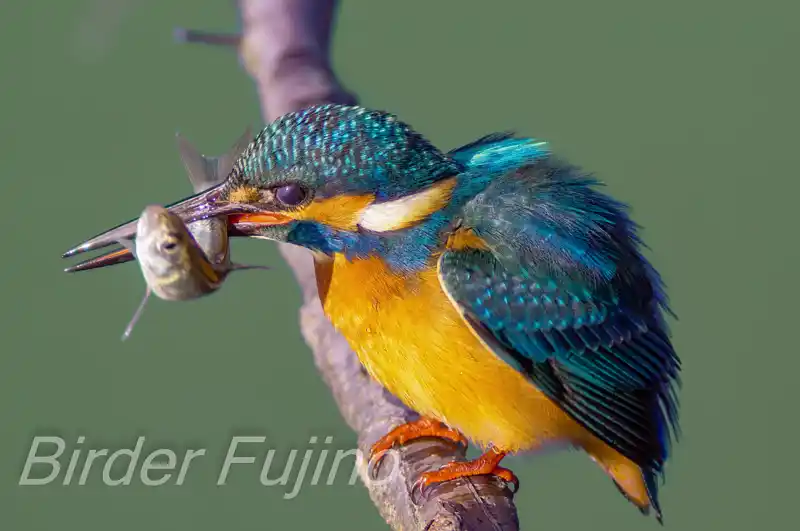 BORG1FLで撮影したカワセミの画像