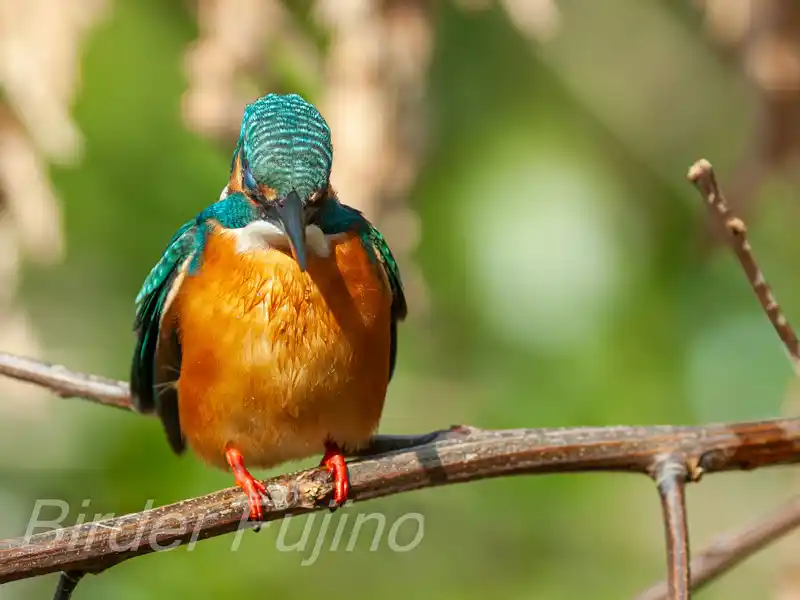 BORG1FLで撮影したカワセミの画像