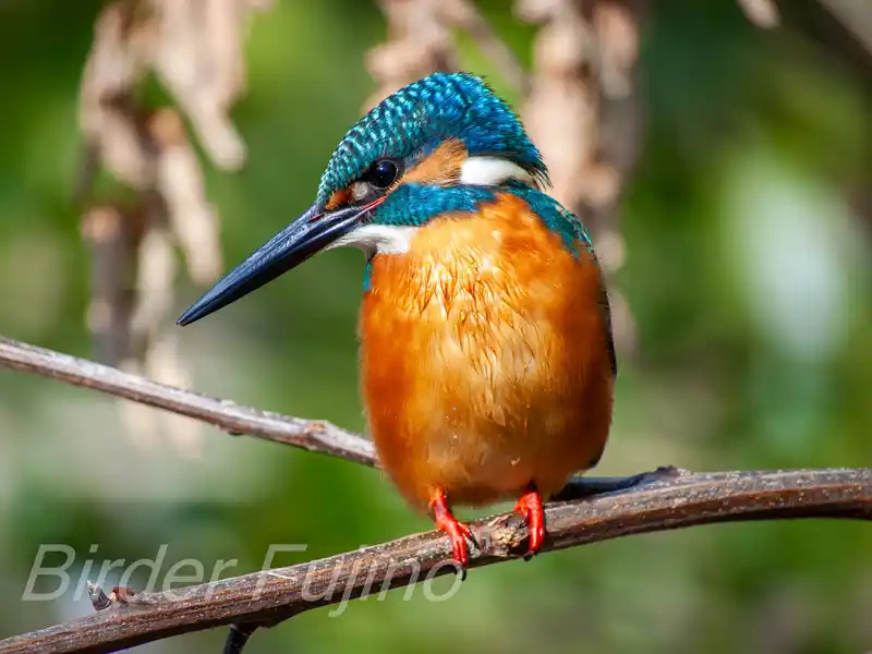 BORG1FLで撮影したカワセミの画像