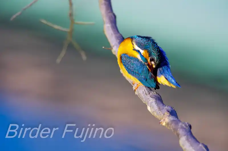 BORG1FLで撮影したカワセミの画像