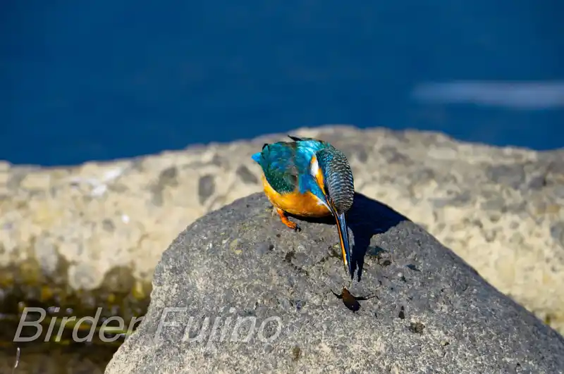 AFボーグ BORG71FLで撮影したカワセミの画像