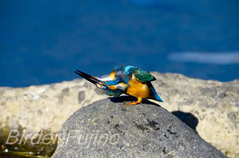 AFボーグ BORG71FLで撮影したカワセミの画像