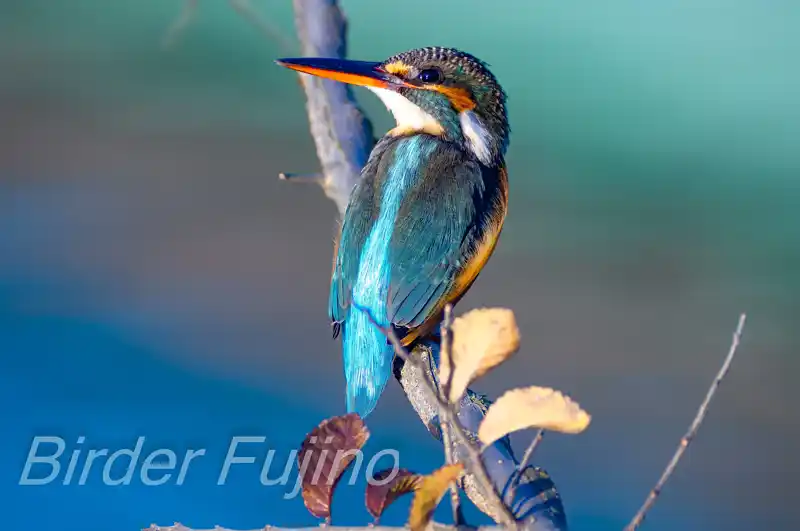 BLANCA-70EDで撮影したカワセミの画像