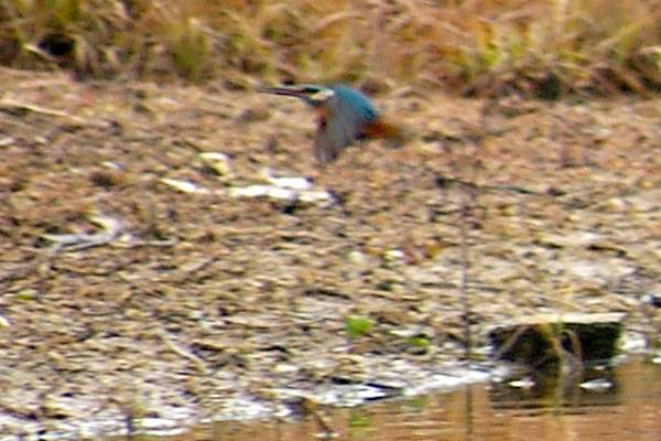 奈良吉野・津風呂湖のカワセミの野鳥写真画像