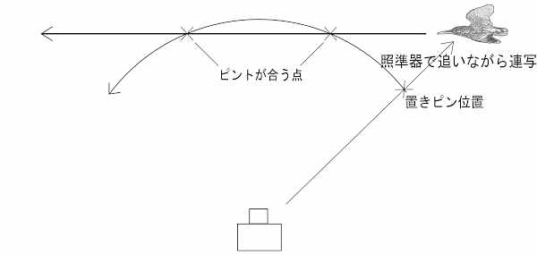 ヤマセミ飛翔画像