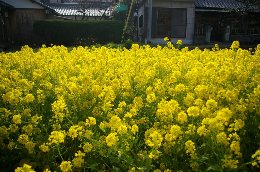 山中渓の町並みと桜風景