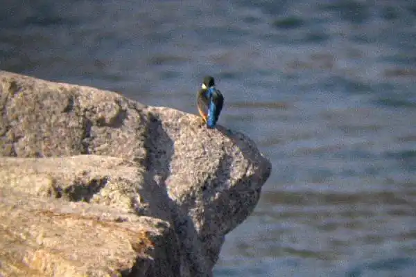 有田川のカワセミの写真画像