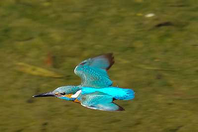 BORG60EDで撮影したカワセミの野鳥写真画像