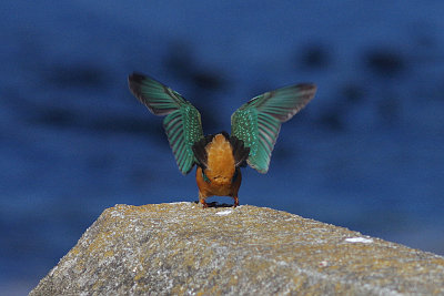 BORG71FLで撮影したカワセミの野鳥写真画像