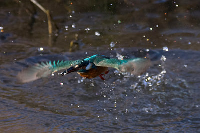 BORG71FLで撮影したカワセミの野鳥写真画像