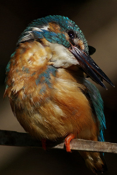BORG89EDで撮影したカワセミの野鳥写真画像