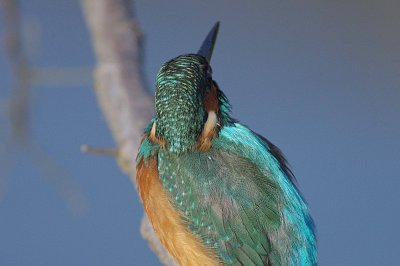 BORG89EDで撮影したカワセミの野鳥写真画像