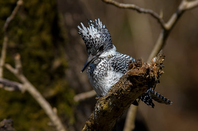 BORG90FLで撮影したヤマセミの野鳥写真画像