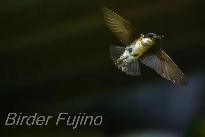 BORGで撮影したイワツバメの飛翔写真画像(トビモノ)