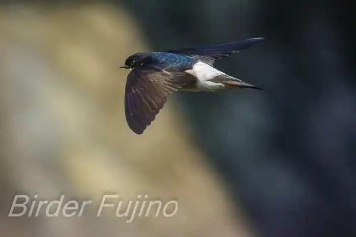 BORGで撮影したイワツバメの飛翔写真画像(トビモノ)