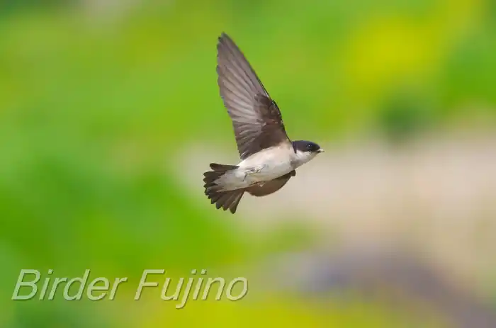 BORGで撮影したイワツバメの飛翔写真画像(トビモノ)