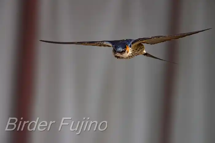 BORGで撮影したコシアカツバメの飛翔写真画像(トビモノ)