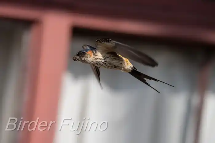 BORGで撮影したコシアカツバメの飛翔写真画像(トビモノ)