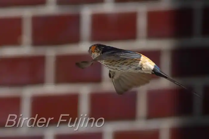 BORGで撮影したコシアカツバメの飛翔写真画像(トビモノ)