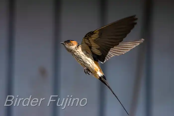 BORGで撮影したコシアカツバメの飛翔写真画像(トビモノ)