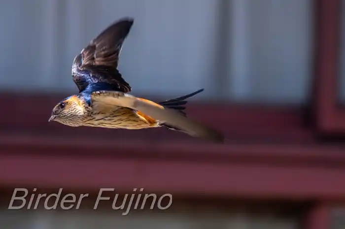 BORGで撮影したコシアカツバメの飛翔写真画像(トビモノ)