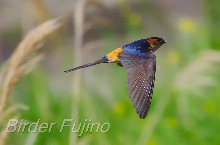 BORGで撮影したコシアカツバメの飛翔写真画像(トビモノ)