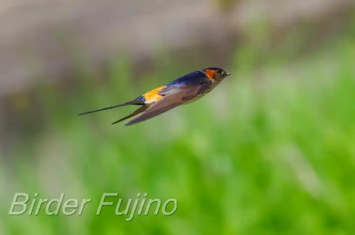 BORGで撮影したコシアカツバメの飛翔写真画像(トビモノ)