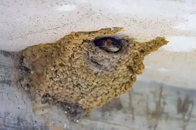 コシアカツバメの巣