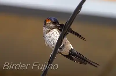 コシアカツバメ