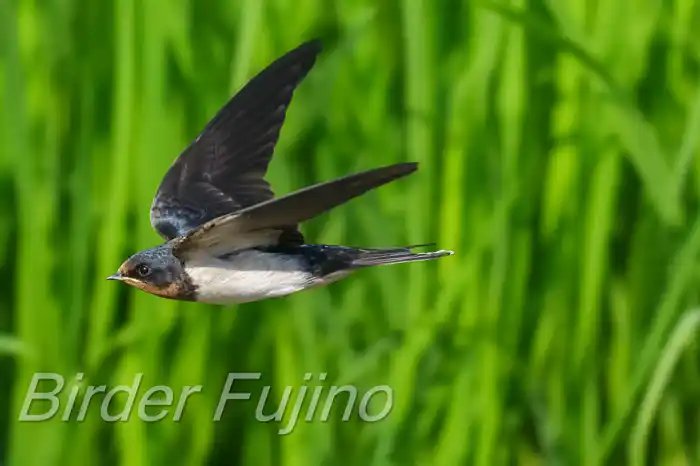 BORGで撮影したツバメの飛翔写真画像(トビモノ)